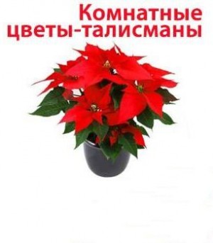 Цветы: Комнатные цветы-талисманы